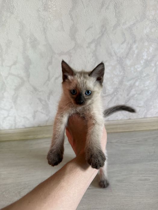 Сиамская кошка сатылады