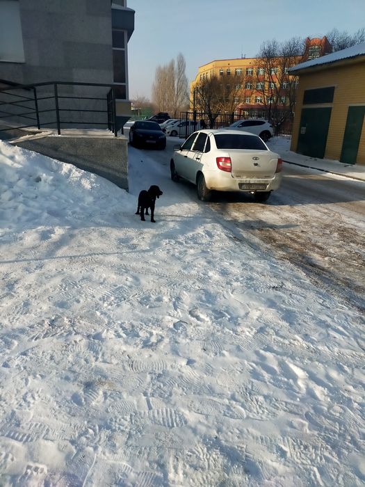 Найдена собака в районе 58 школы