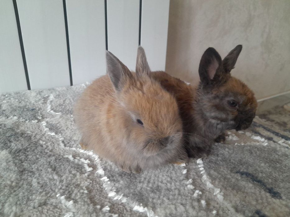 Quyon bolasi karlik 1 oyli