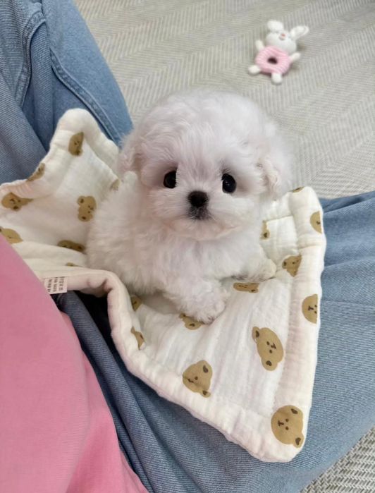Bichon Maltez Mini Toy