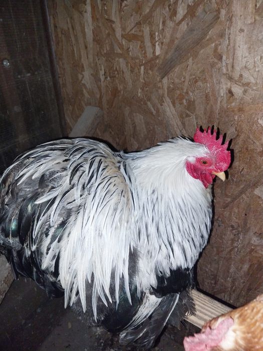 Cochinchina pitic  HERMINAT  inchis