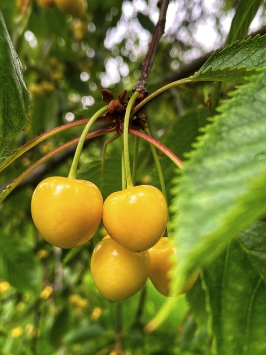 Cireş amar galben imperial ( alb amar )