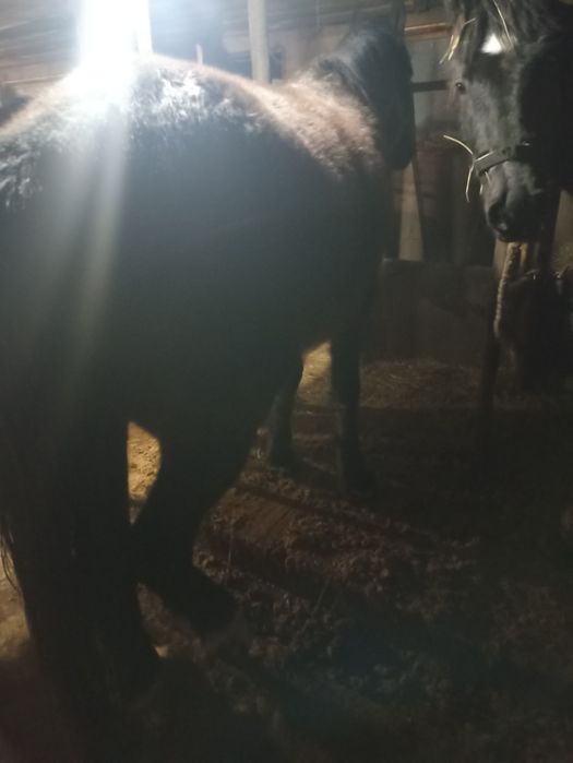 Продам лошадей 3 головы