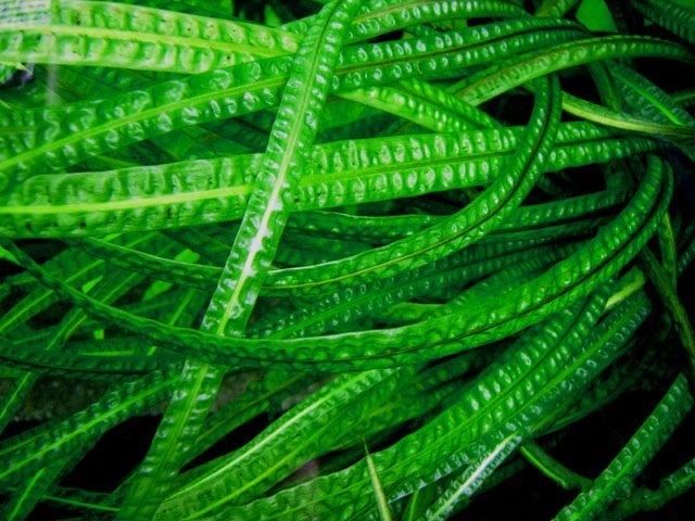 Аквариумные растения "Криптокарина балансе"