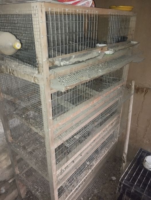 Bedana ga in4qavatli pishigʻ yasalgan 600min azgina kelishamiz