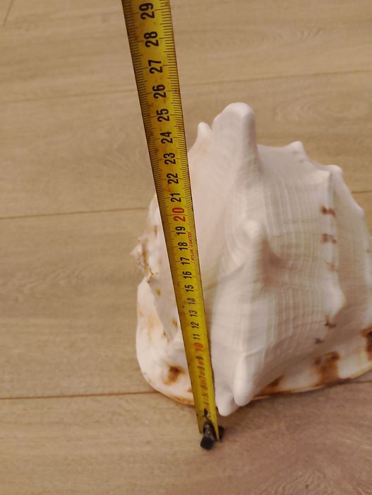 Vând scoica  naturală masivă 25 cm