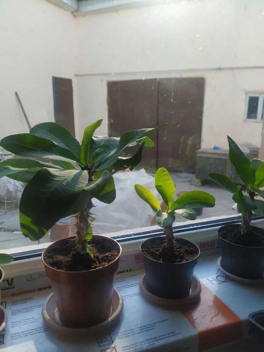 Эуфорбия молочай продам.