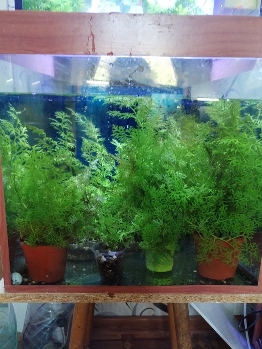 Продажа аквариумных растений