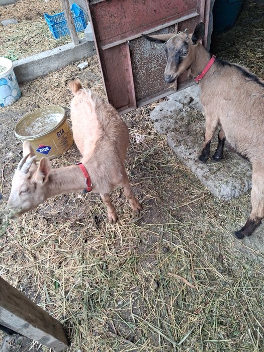 Vand 3 iede surori din capra alpina