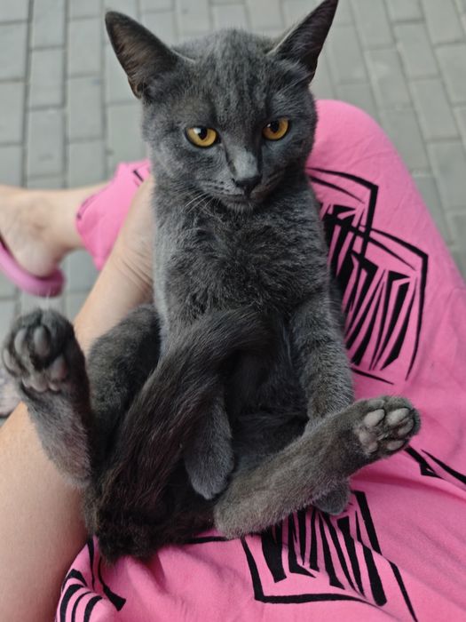 Дымчатый ласковый котенок