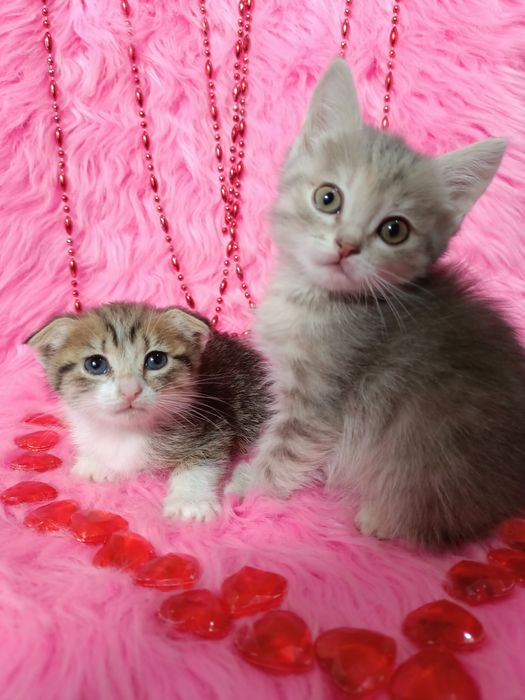 Продам шотландских девочек