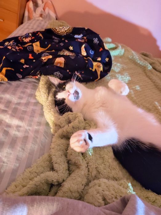 Кошка в добрые руки