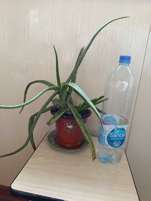 лечебное растение алоэ