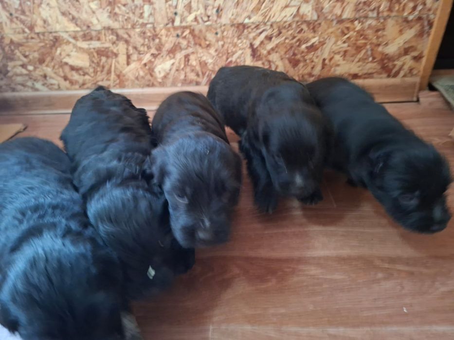 Щенки   спаниэля