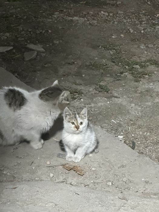 Отдам котят с мамой