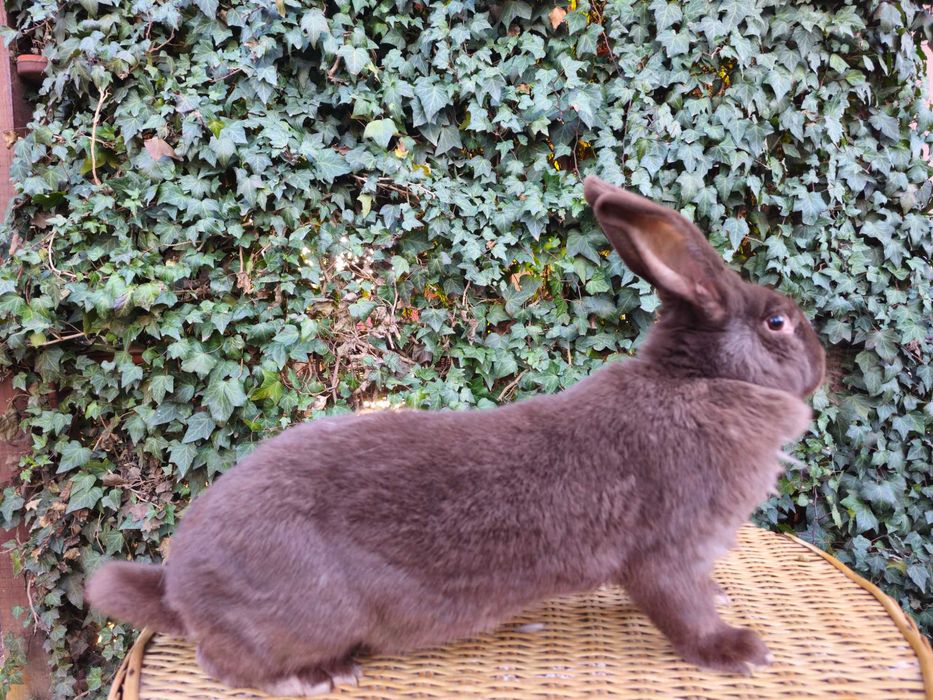 Femele Fluture German