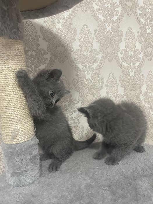 Продам британский котят