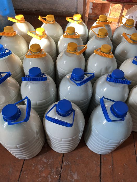 Продам свежий Кумыс