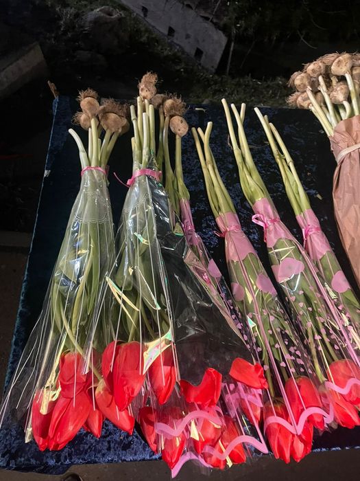 Тюльпаны Голландские