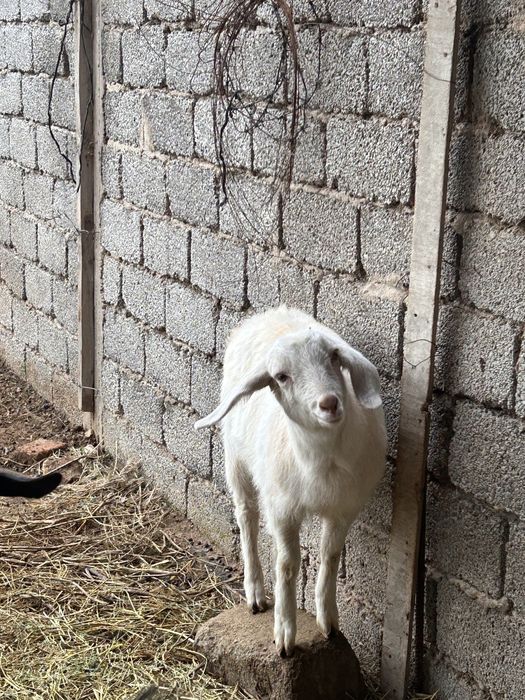 Қашқан ешкілер сатылады