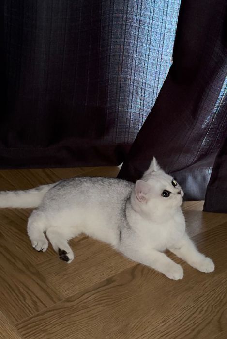 Котенок Британская Шиншилла