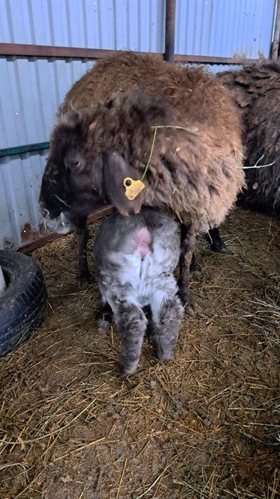 Бараны кой сатылады