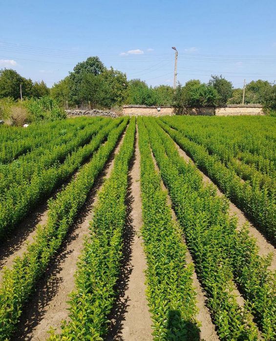 Лигуструм  корен вечно зелен 40-60см.