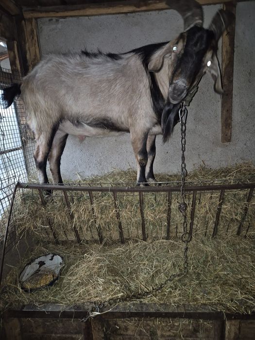 Metis nubian cu alpina,2 ani,pentru  reproducere