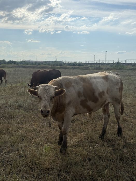 Продаетсия бычок