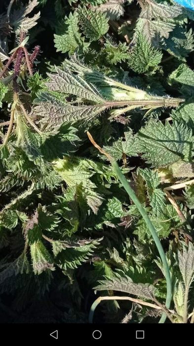 Коприва, прясна, Нова 2023