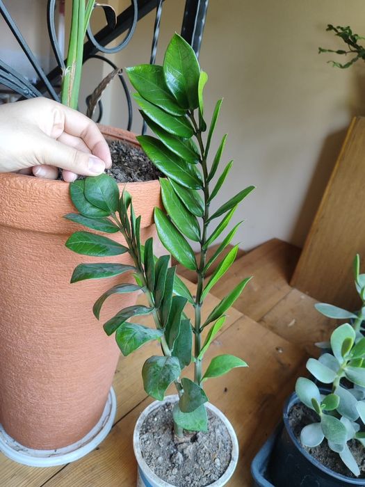 Денежное дерево толстянка