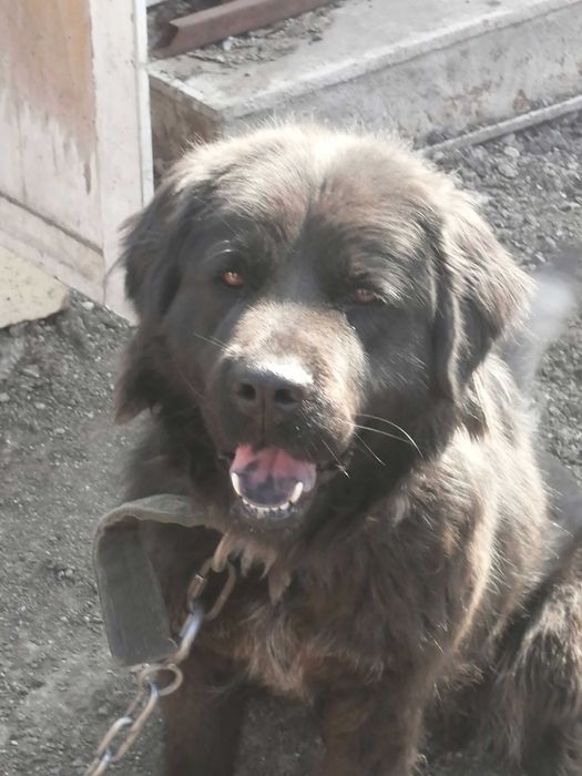 Отдам хорошую собаку