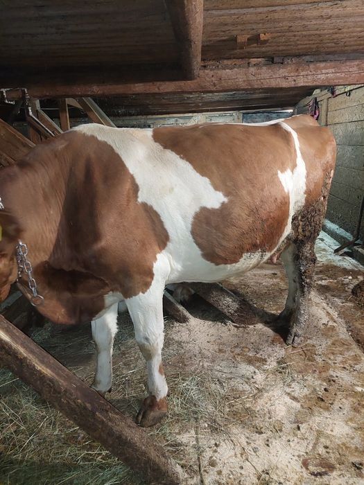 Vacă bălțată de vânzare