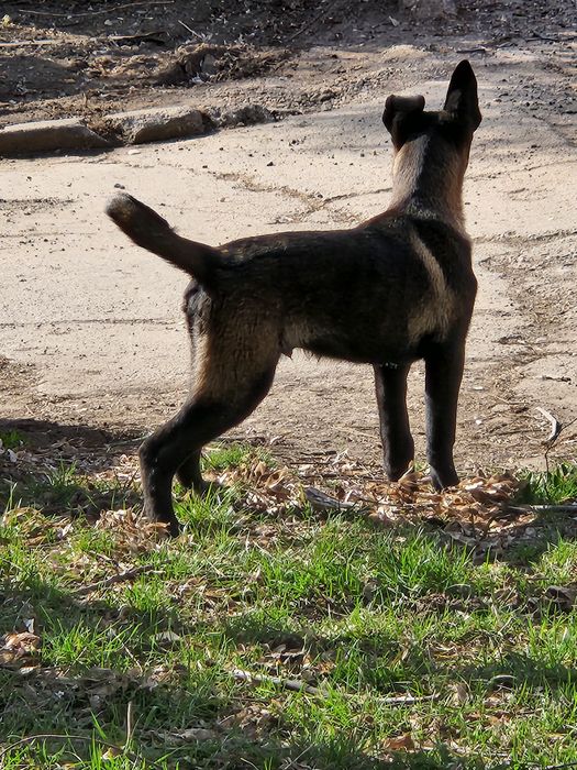 Mascul ciobanesc belgian malinois cu pedigree
