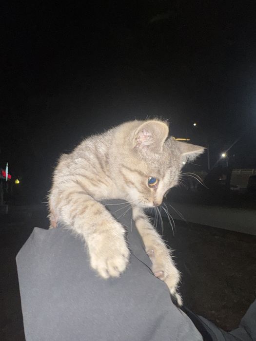 отдам котенка в добрые руки