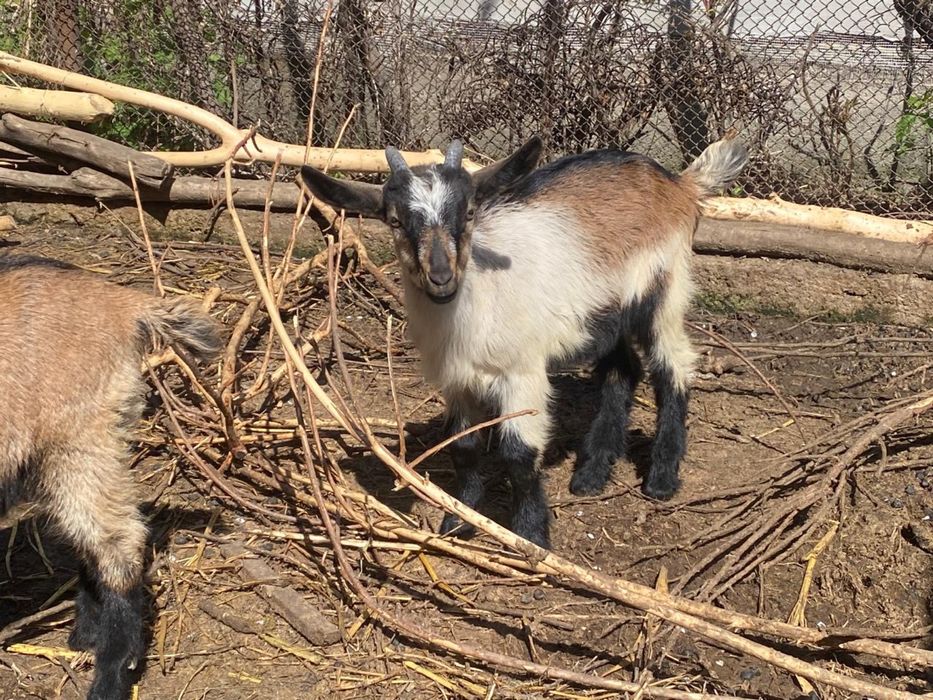 Продаеться козлята