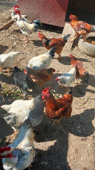 Găini disponibile