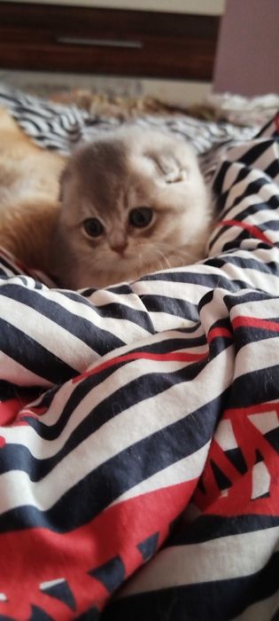 Разкошни златни клепоухи шотландчета