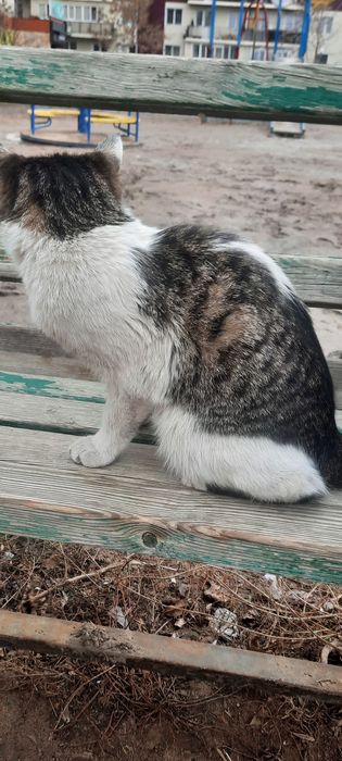 Кошка 1 год. Стерилизована.