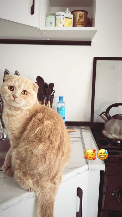 Мушук сотилади яхши шотландская вислоухая порода