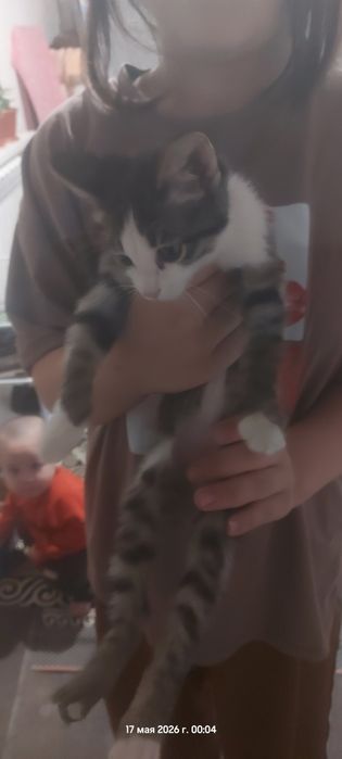 Котенок самый лучший