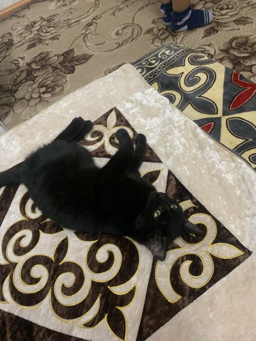 Кошка девочка в добрые руки!