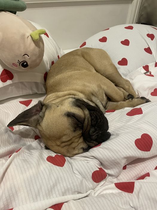 Французский бульдог вязка