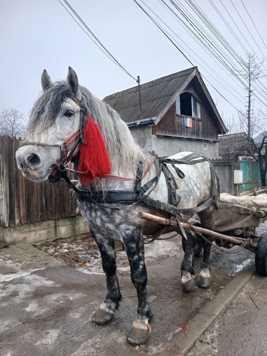 Harmăsar de vânzare
