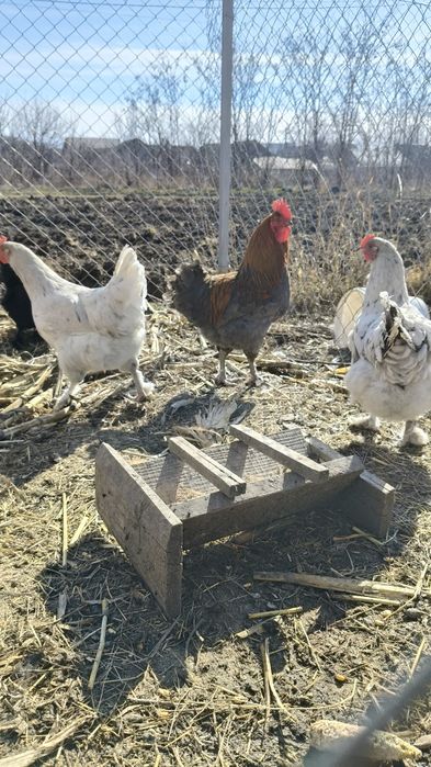 Oua de gaini pt incubator