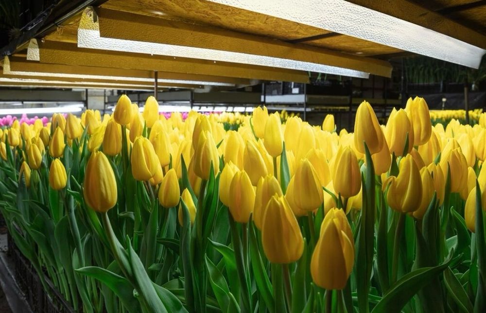 Тюльпаны голландские оптом на 8 марта