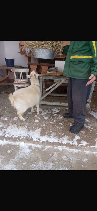 Продаестя козленок