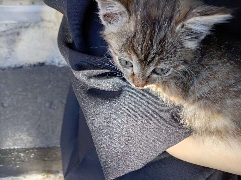 Отдам котёнка в хорошие руки