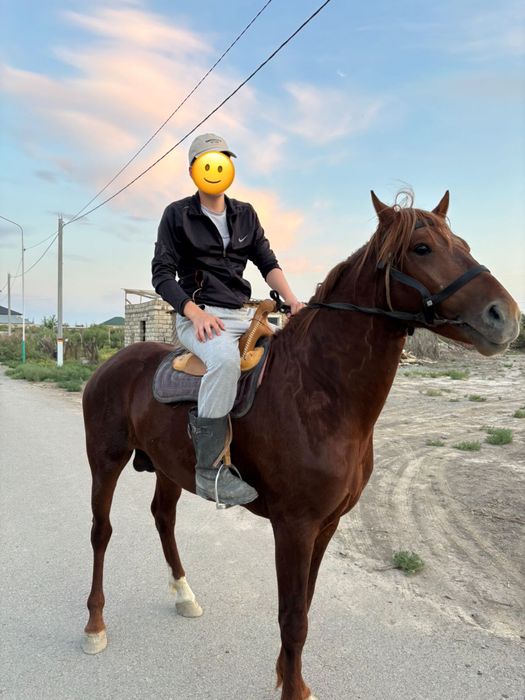 Көшім дөнен сатылады