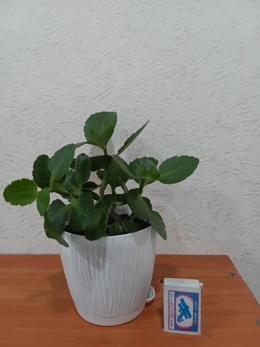 Каланхое,Герань,Спатифиллум